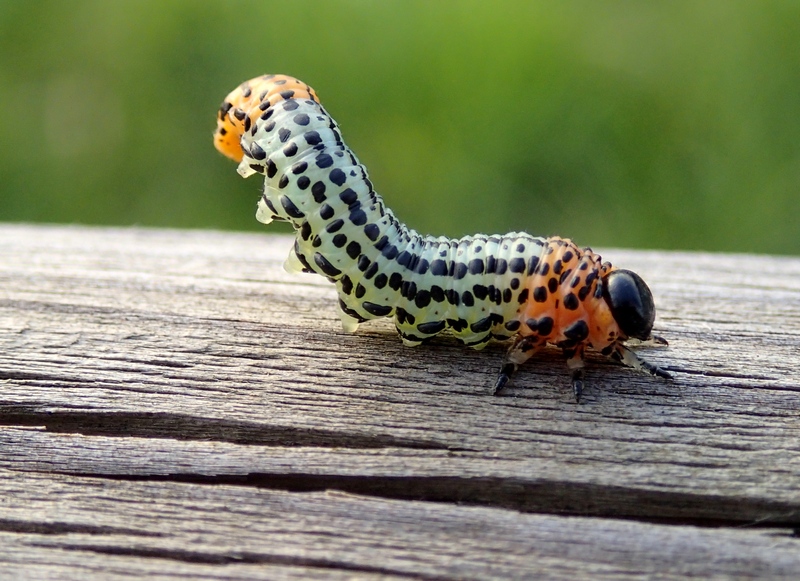 Tenthredinidae